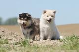 CHIEN FINNOIS DE LAPONIE 571